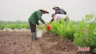 Khai Trương Cơ sở bán lẻ Dược liệu Trường Xuân