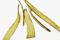 Cam thảo (Radix et Rhizoma Glycyrrhizae) thumbnail 1