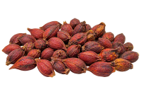 Chi tử