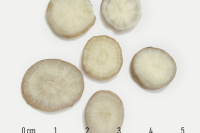 Bạch thược (Radix Paeoniae lactiflorae)