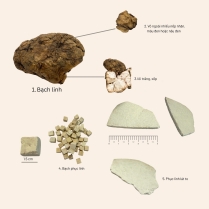 Bạch thược (Radix Paeoniae lactiflorae)
