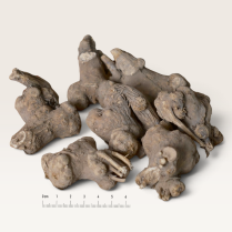 Bạch truật (Rhizoma Atractylodis macrocephalae )