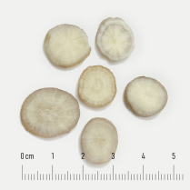 Bạch thược (Radix Paeoniae lactiflorae)