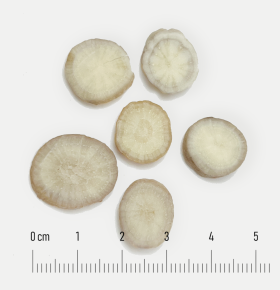Bạch thược (Radix Paeoniae lactiflorae)