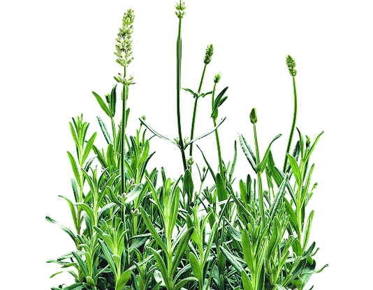 Về dược liệu trường xuân