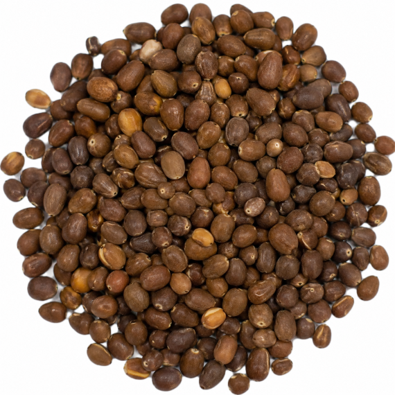 Bá tử nhân ( Semen Platycladi orientalis)